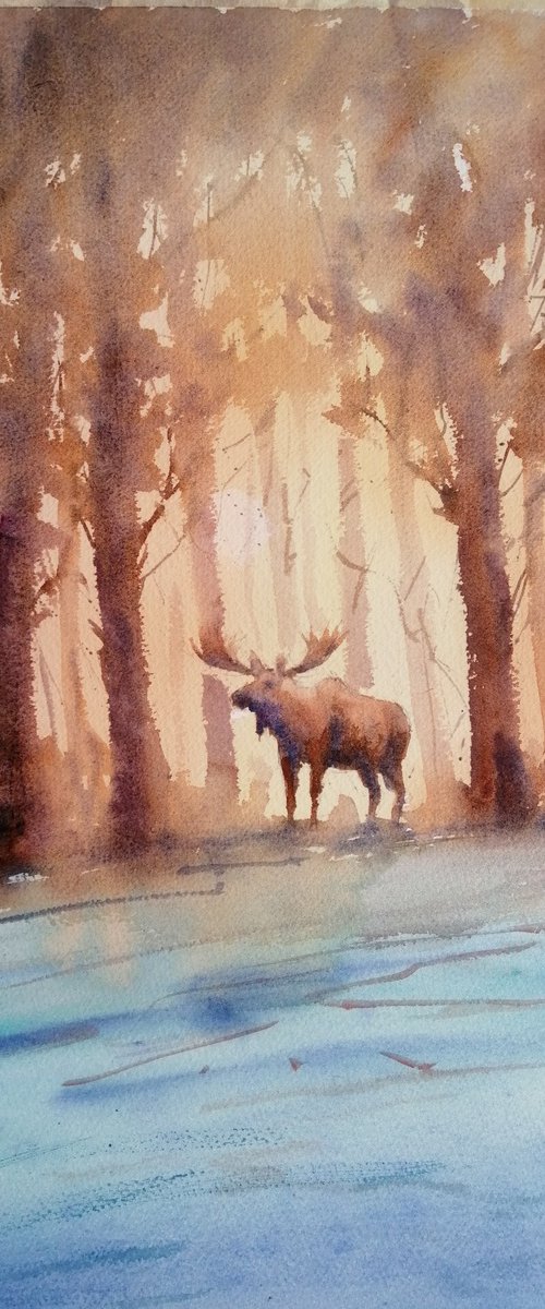 moose by Giorgio Gosti