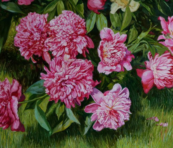 Peonies in the garden