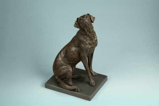 "Affection"Labrador BR