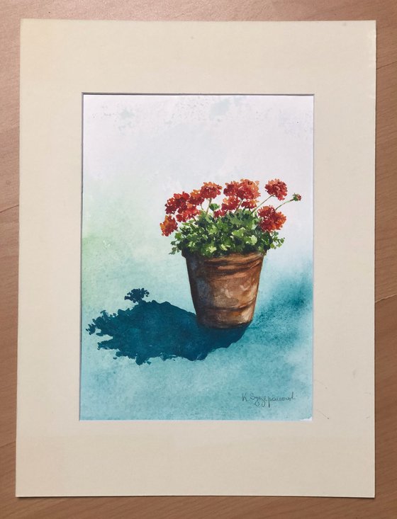 A pot of Geraniums