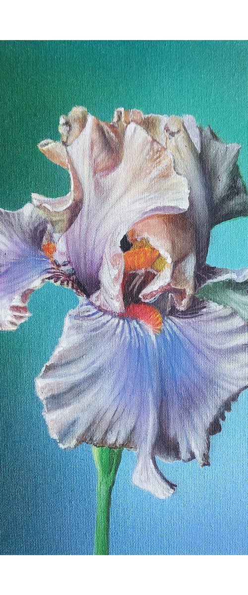 Iris painting,  realistic flowers art, irises flower painting, realistic art,  hyperrealism art by Svitlana Brazhnikova