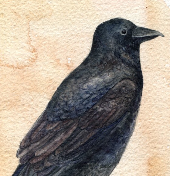 Watercolor raven painting