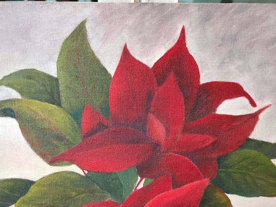 Poinsettia - Framed
