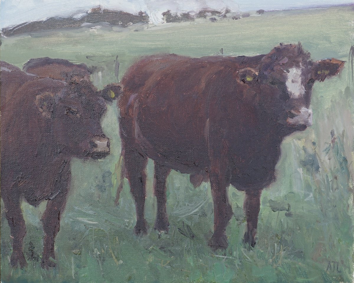 Sussex Cows by Alex James Long