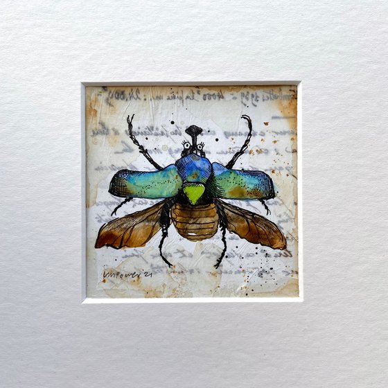 Rose Chafer Beetle ‘Cetonia Aurata’