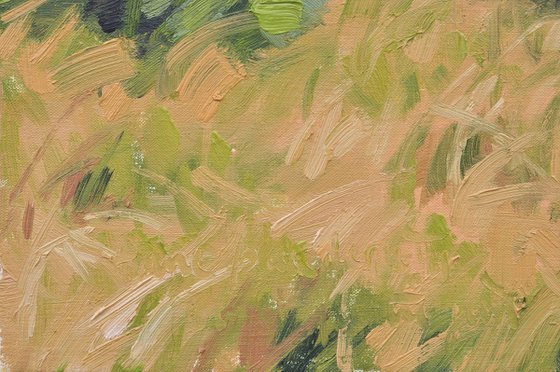 Summer light, Velay Mountains