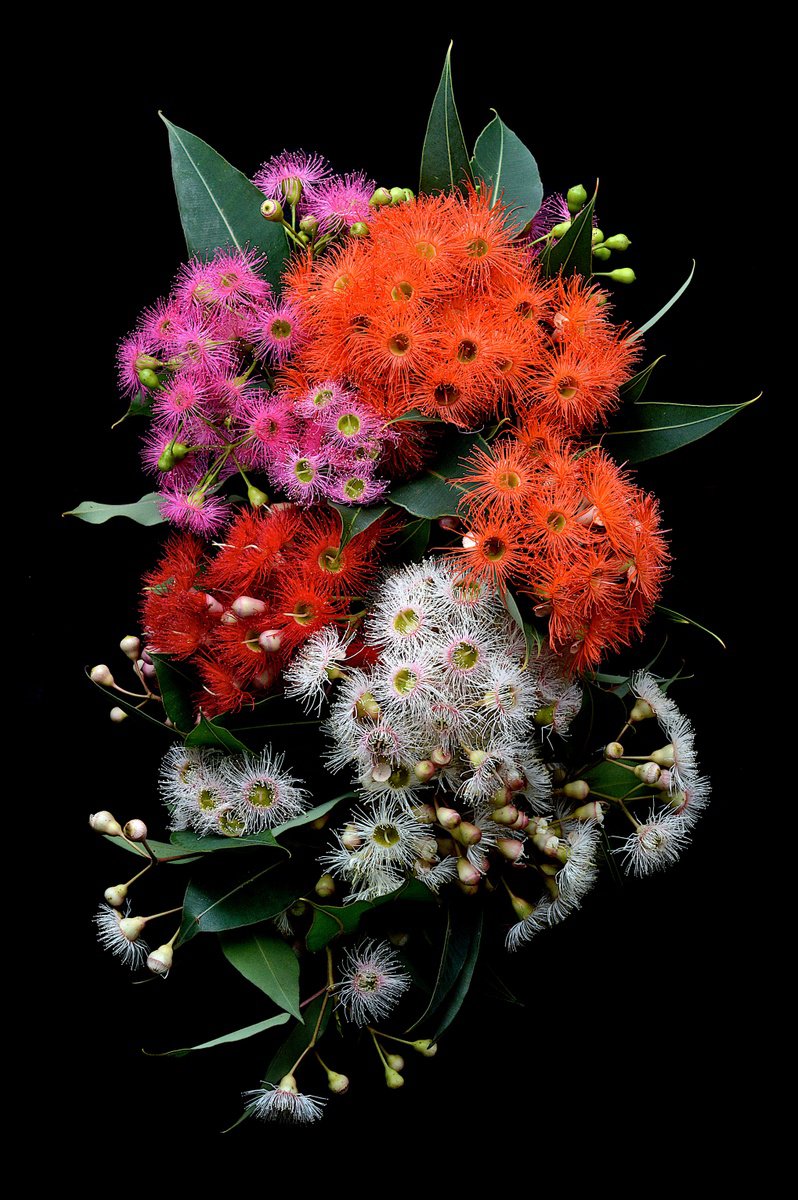 Botanical Photograph By Nadia Culph, 20 X 30", Colorum Naturae, Original Artwork