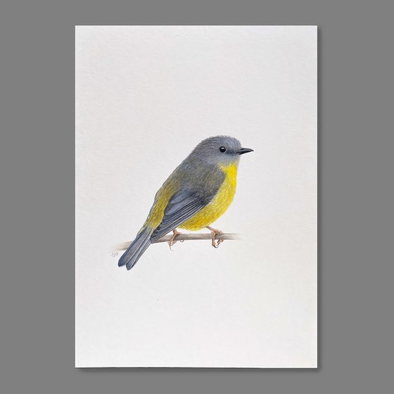 Eastern Yellow Robin