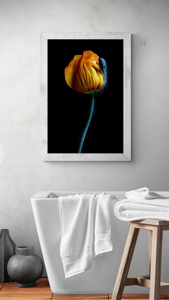 Yellow Poppy Bud