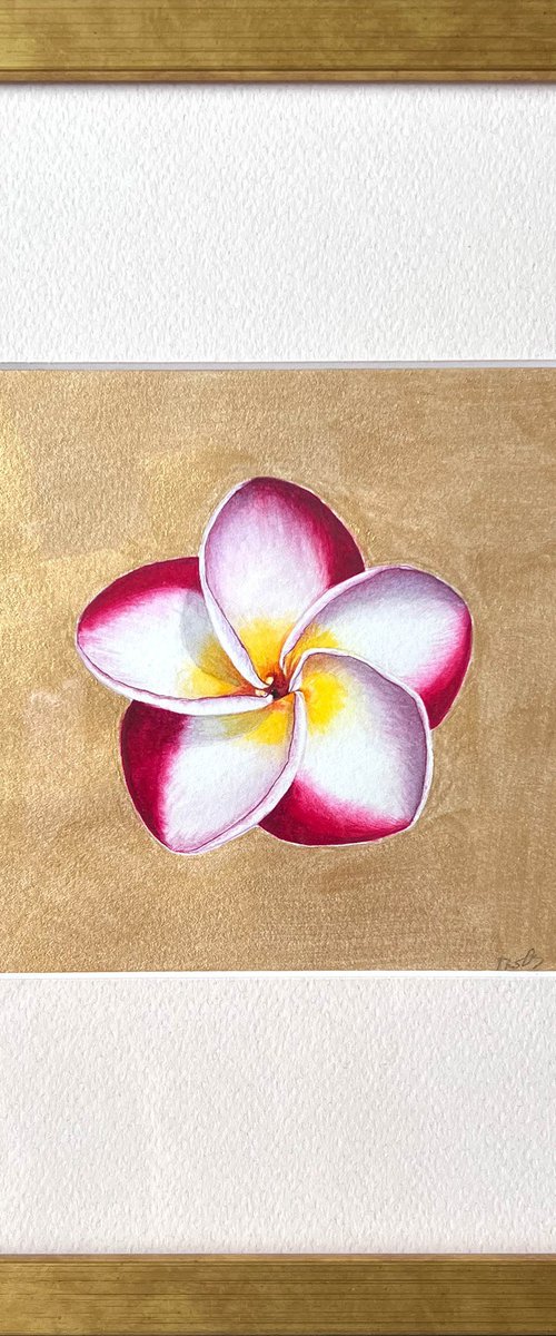 Pretty plumeria by Tetiana Kovalova