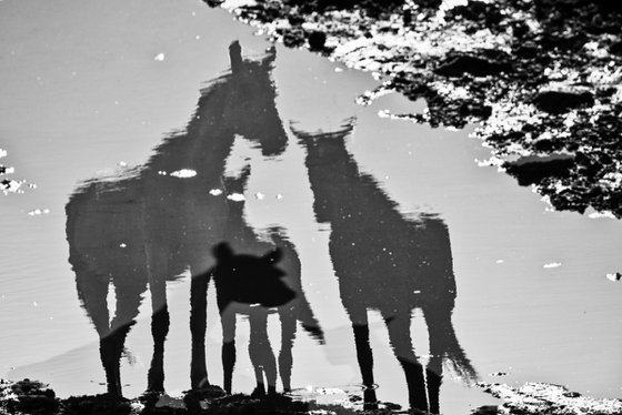 Reflection of wild horses