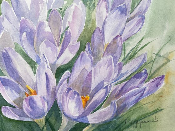 Delicate crocuses