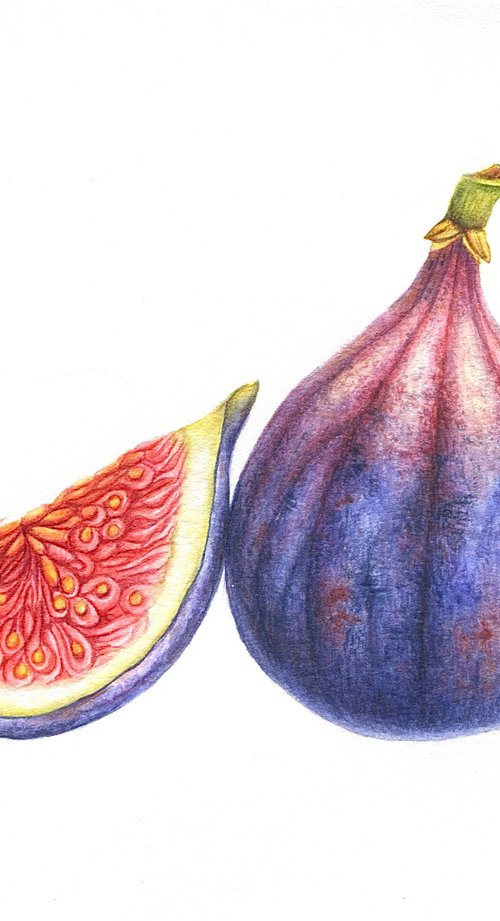 Purple Fig Original Watercolor by Alona Hrinchuk