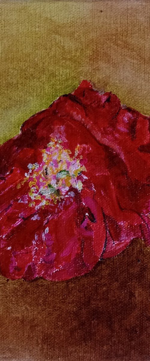flowers by Isabelle Lucas