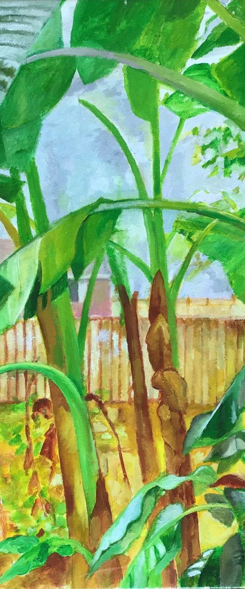 Backyard Banana Trees by Joseph Roache