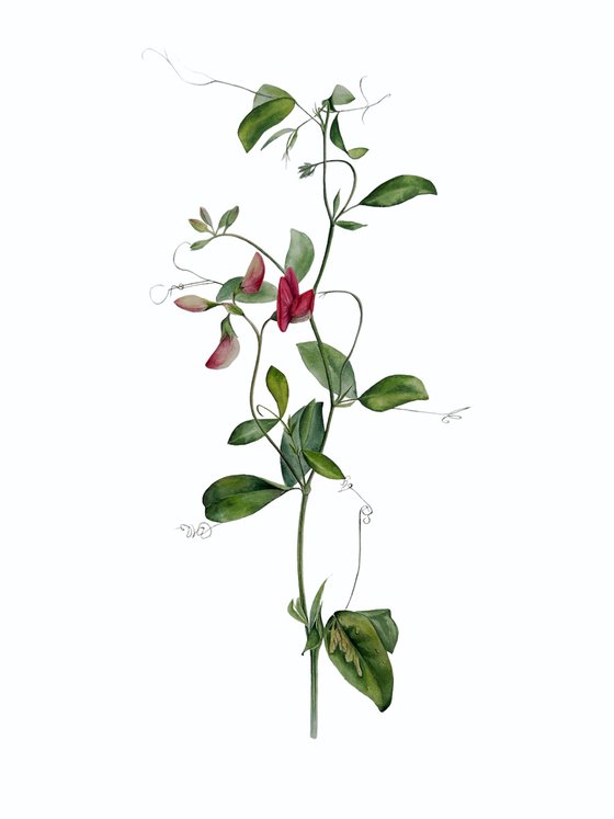 Red sweet pea - Botanical Watercolor Painting