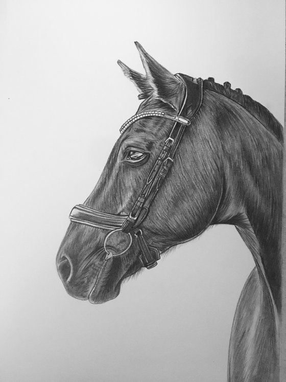 Horse portrait