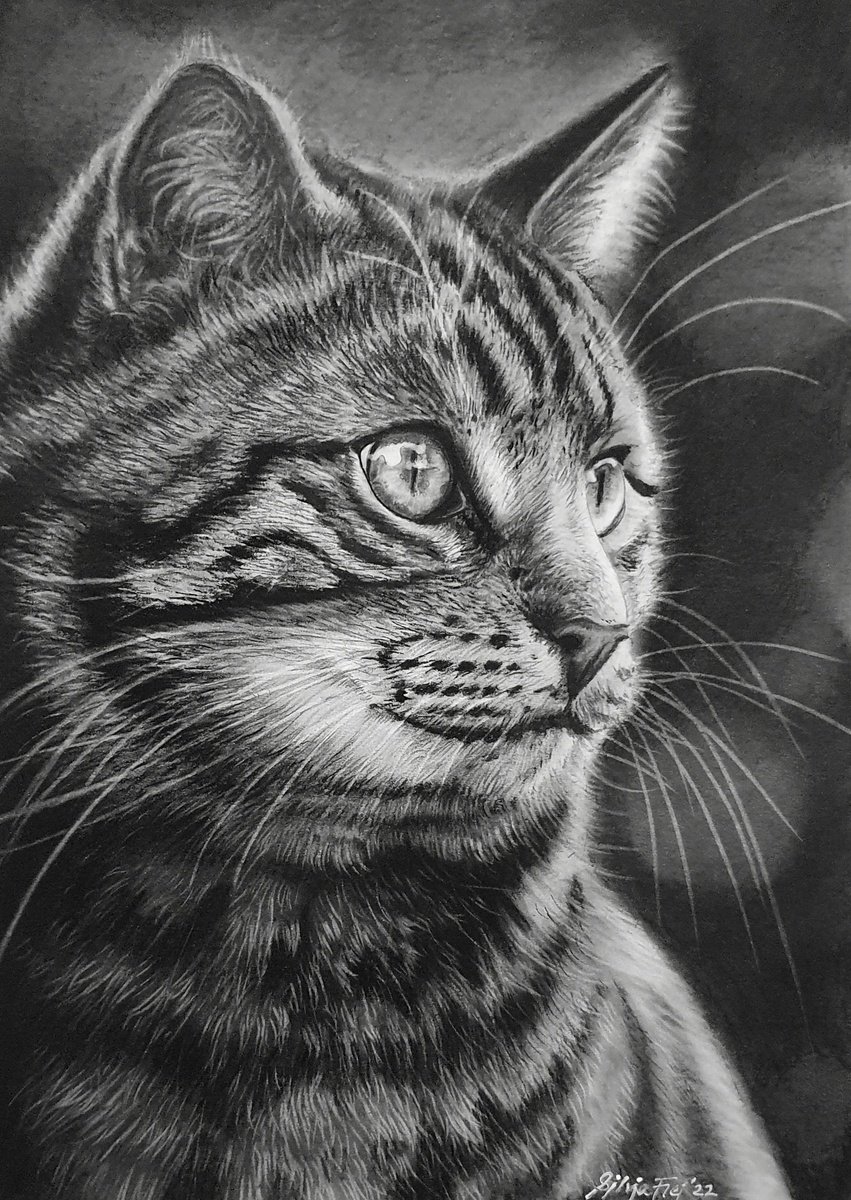 Tabby Cat Portrait (2022) Charcoal drawing by Silvia Frei - Main Image