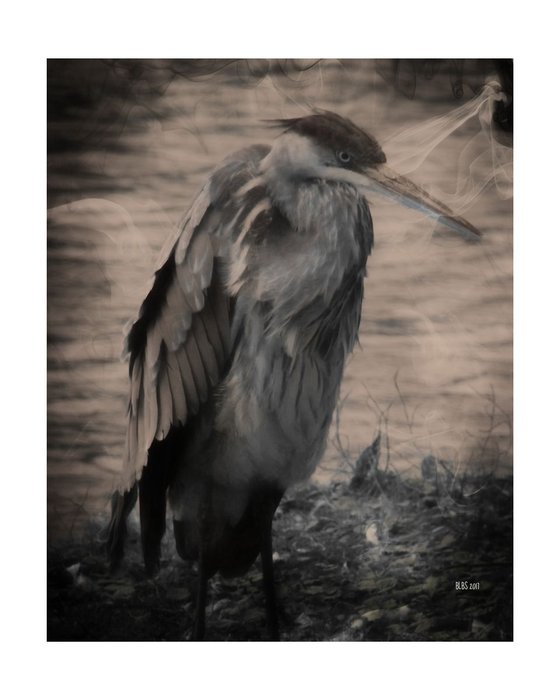 Angry Blue Heron