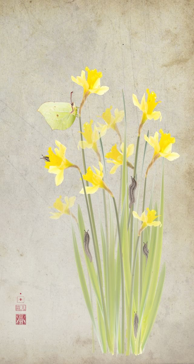 Daffodils and brimstone by Fionna Bottema