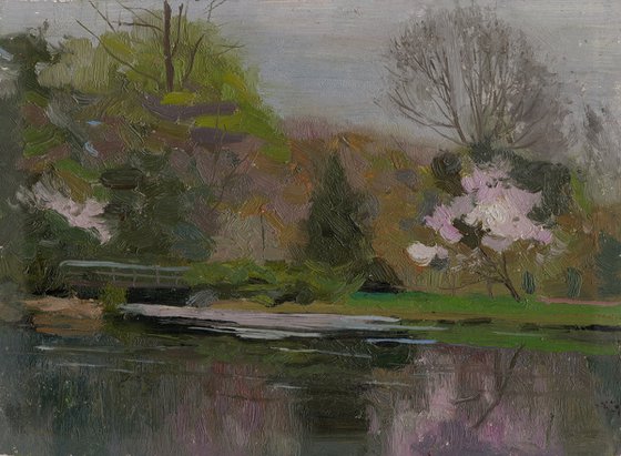 Japanese garden. Sakura blossom