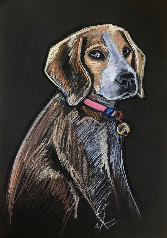 Dog portrait Beagle pastel drawing