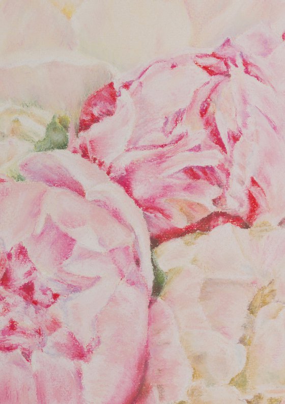 Pink Peony Flowers