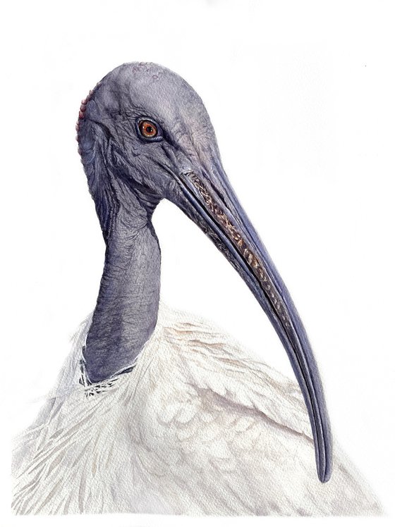 Sacred Ibis, bird portrait