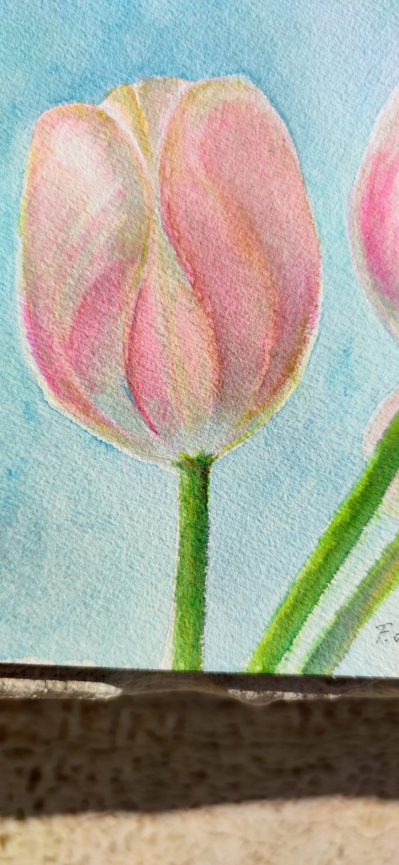 Pink tulips