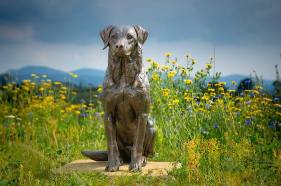 Sitting Sporting Labrador BR