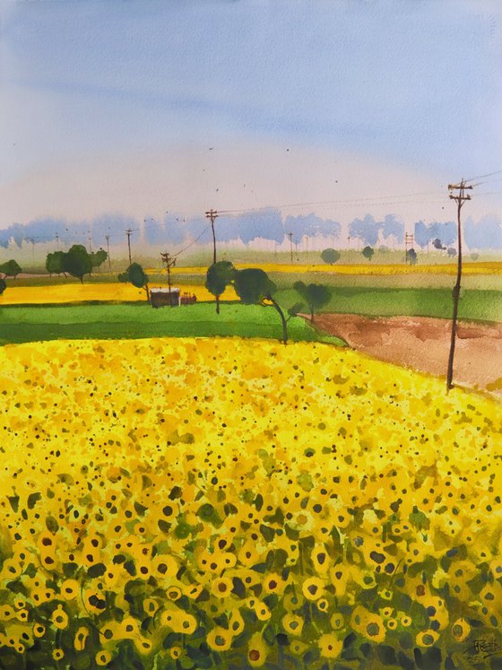 Sun flowers, yellowing greens