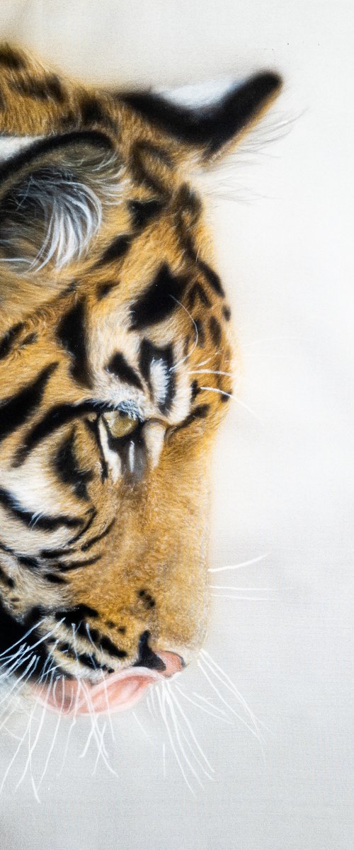 Tiger by Olga Belova