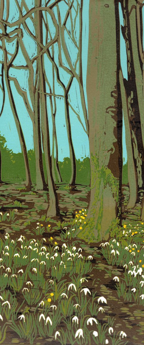 Snowdrops and Aconites by Roz Howling