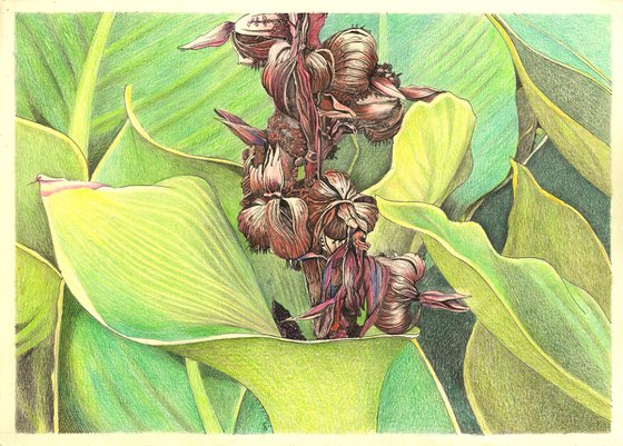 CANNA PLANT
