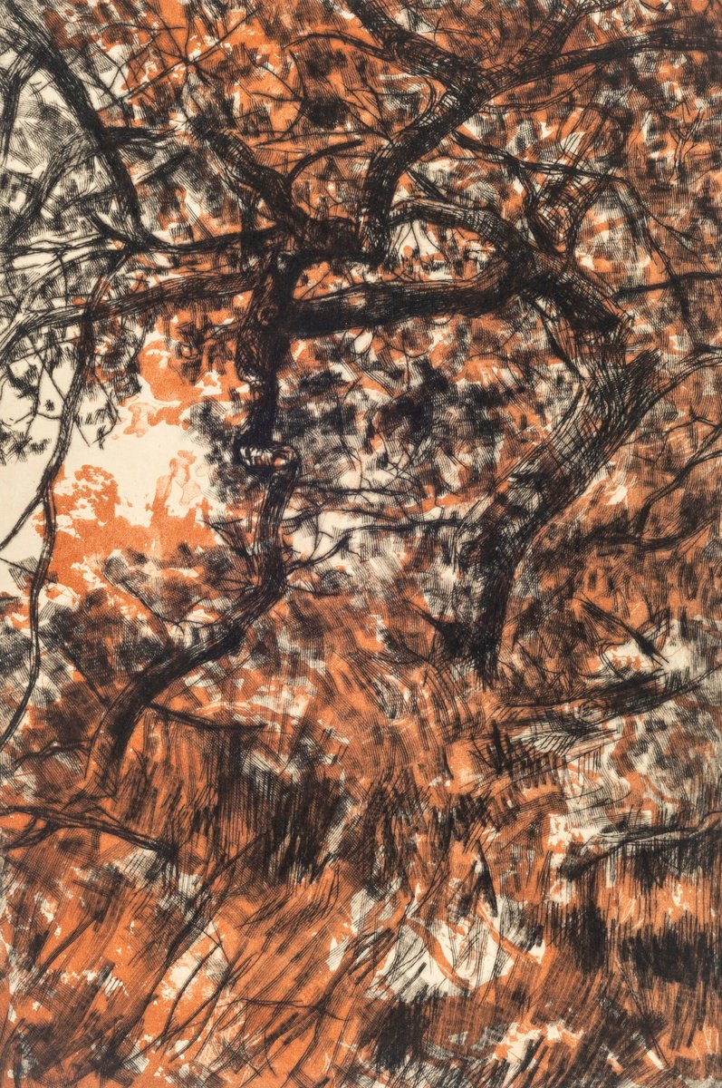 Impressionistic Botanical Etchings & Engravings By Fiona Hamilton, 13 X 17, Domesday Oak, Original Artwork