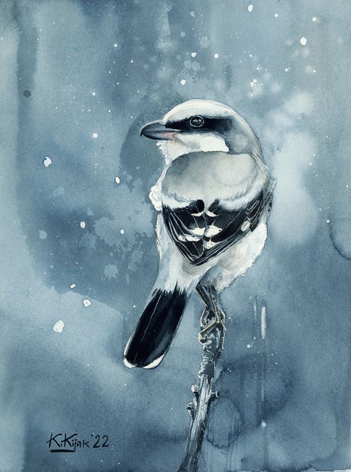 Great grey shrike by Karolina Kijak