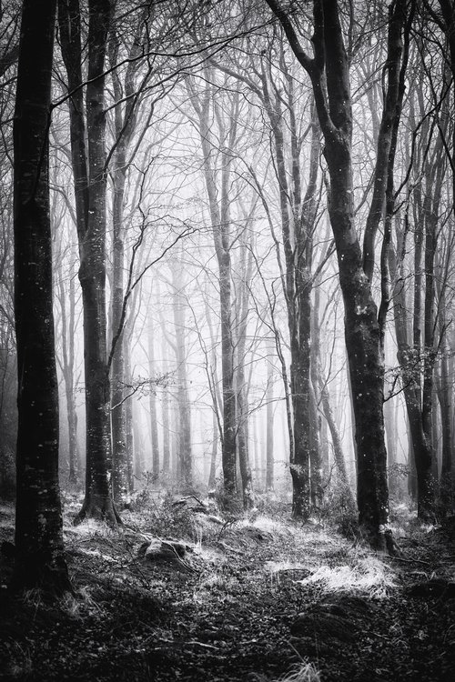 Misty Woodland by Paul Nash
