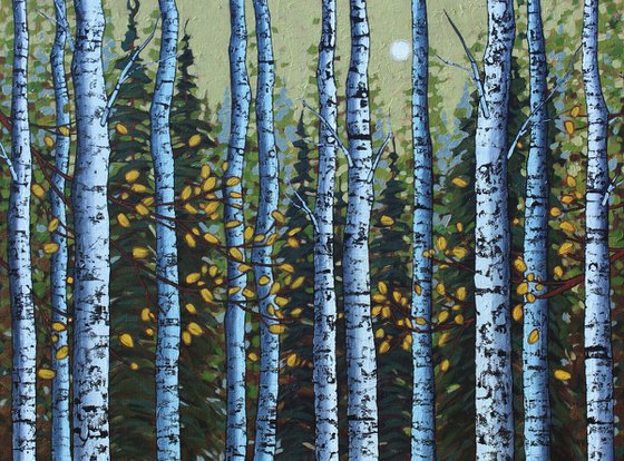 Autumn Birch Woods