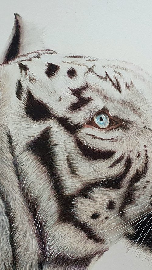 White tiger portrait by Silvia Frei