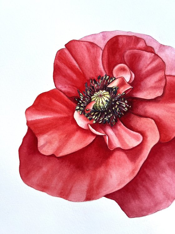 Red poppy. Original watercolour artwork.