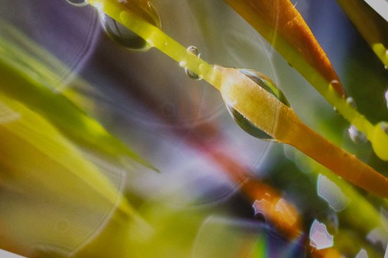 Mossy Dreamscapes - studio edition