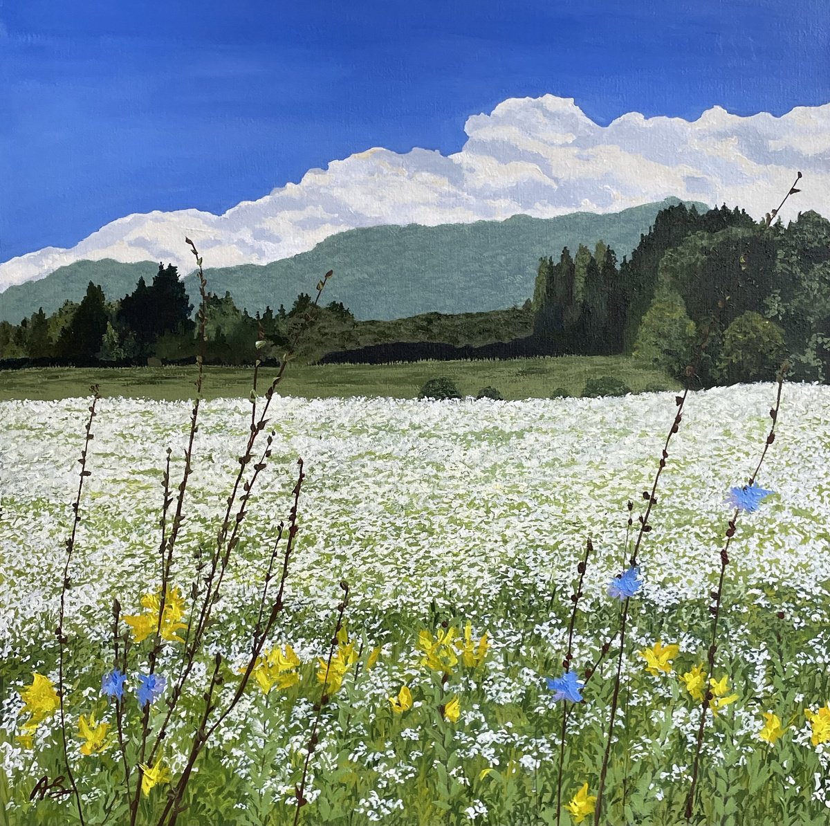 Photorealistic Landscape Acrylic Painting By Anne Shaughnessy, 30 X 30, White Flower Fields, Original Artwork