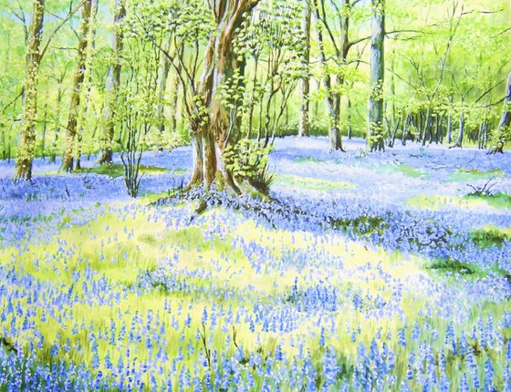 Bluebell Woods 1