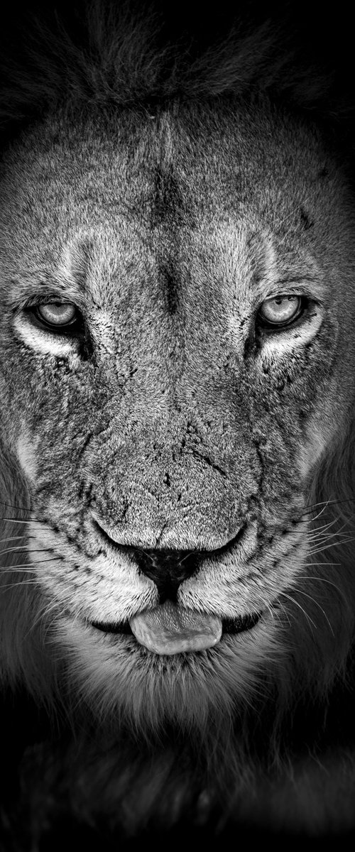#2 - Lion Portrait by Johan Siggesson