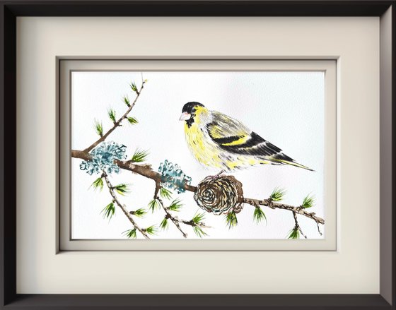 Eurasian Siskin Colorful bird