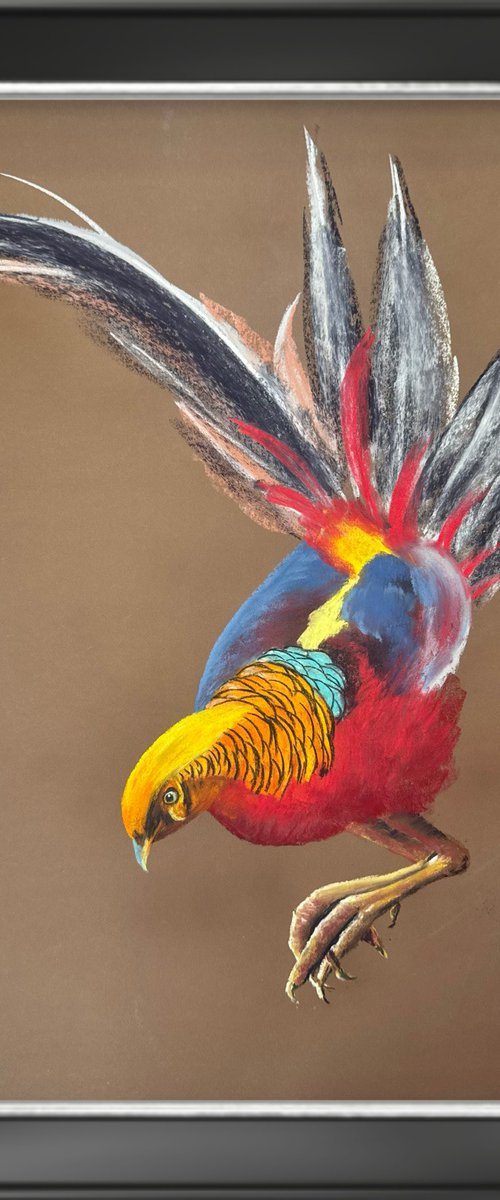 Golden Phaesant by Yuliia Sharapova