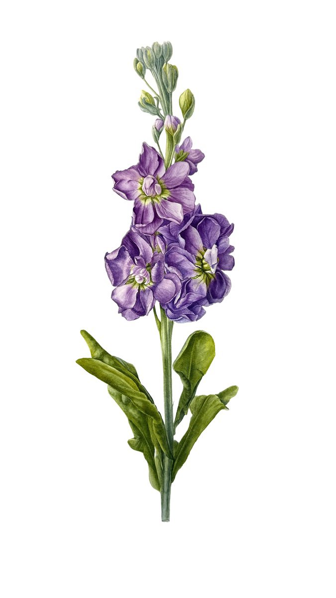 Photorealistic Botanical Watercolour By Yuliia Prokopchuk, 13 X 22", Matthiola Katz, Original Artwork