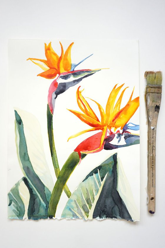 Birds of Paradise Plant Flowers Watercolour Painting