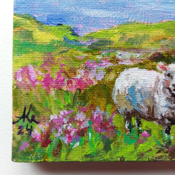 Scottish landscape, sheep on pasture
