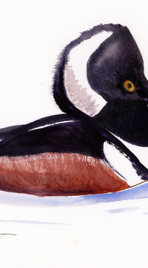 Hooded Merganser Duck by Suren Nersisyan